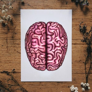 May include: A detailed illustration of a human brain, rendered in shades of pink and purple on a white background. The brain is depicted in a realistic style, with intricate folds and convolutions.