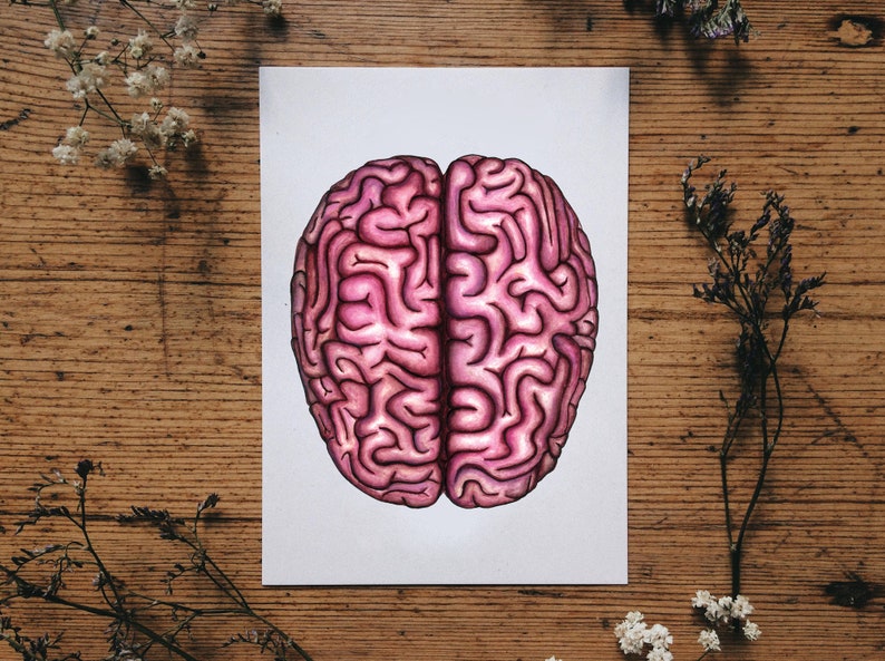 May include: A detailed illustration of a human brain, rendered in shades of pink and purple on a white background. The brain is depicted in a realistic style, with intricate folds and convolutions.