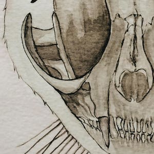 Original Cat Skull Watercolor Painting: Kitty Skeleton Anatomy Artwork image 2