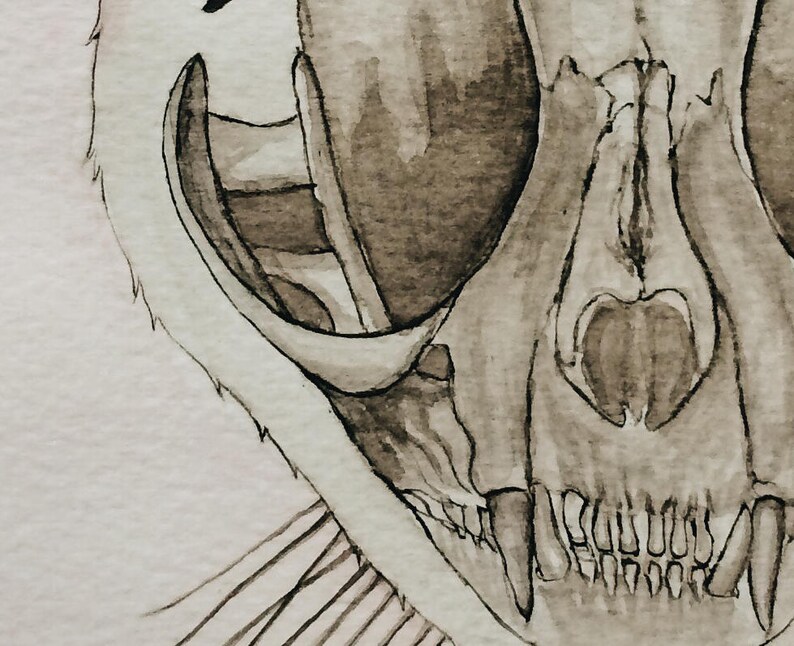 Original Cat Skull Watercolor Painting: Kitty Skeleton Anatomy Artwork image 2