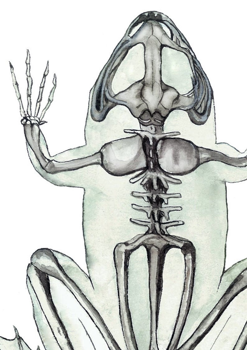 Op de afbeelding: Een gedetailleerde aquarelillustratie van een skelet van een kikker. De kikker is afgebeeld in een zittende positie met zijn ledematen gestrekt. Het skelet is weergegeven in grijstinten, waarbij de botten duidelijk zichtbaar zijn. Het lichaam van de kikker is omlijnd in een lichtgrijs, wat de indruk van transparantie geeft.