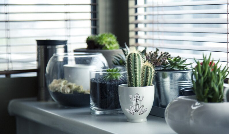 Op de afbeelding: Een witte keramische pot met een zwart-witte illustratie van een skelet van een kikker. De pot is gevuld met een groene cactus en staat op een vensterbank met andere planten.