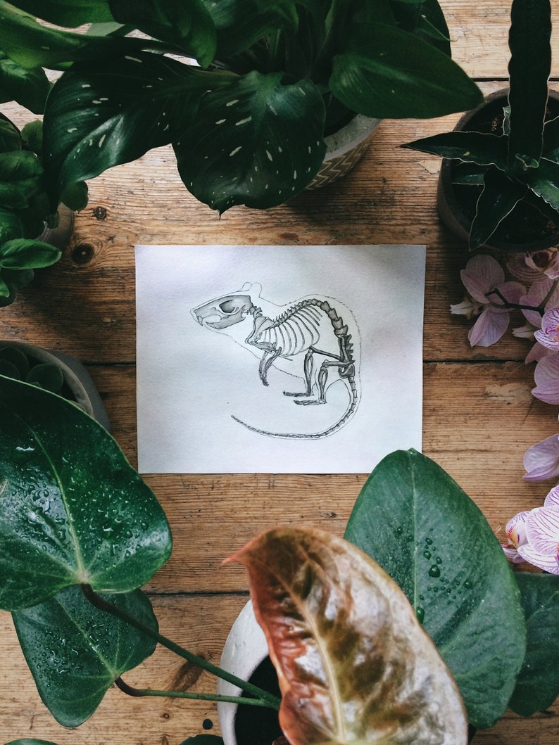 May include: A black and white drawing of a rat skeleton on a white sheet of paper. The drawing is surrounded by green plants.