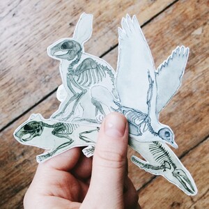 May include: Three anatomical illustrations of animal skeletons on a wood background. The skeletons are of a rabbit, a bird, and a squirrel. The illustrations are in shades of gray and white.