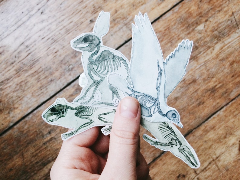 May include: Three anatomical illustrations of animal skeletons on a wood background. The skeletons are of a rabbit, a bird, and a squirrel. The illustrations are in shades of gray and white.