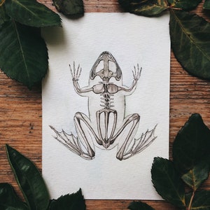 May include: A watercolor illustration of a frog skeleton on a white background. The frog is depicted in a sitting position with its legs extended. The skeleton is drawn in detail, showing the bones of the frog's body, including its skull, spine, ribs, and limbs.
