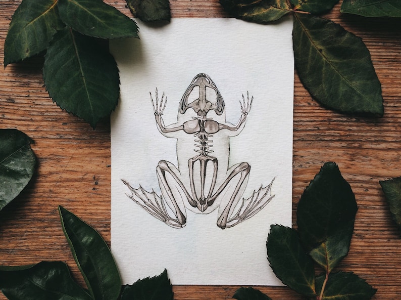 May include: A watercolor illustration of a frog skeleton on a white background. The frog is depicted in a sitting position with its legs extended. The skeleton is drawn in detail, showing the bones of the frog's body, including its skull, spine, ribs, and limbs.