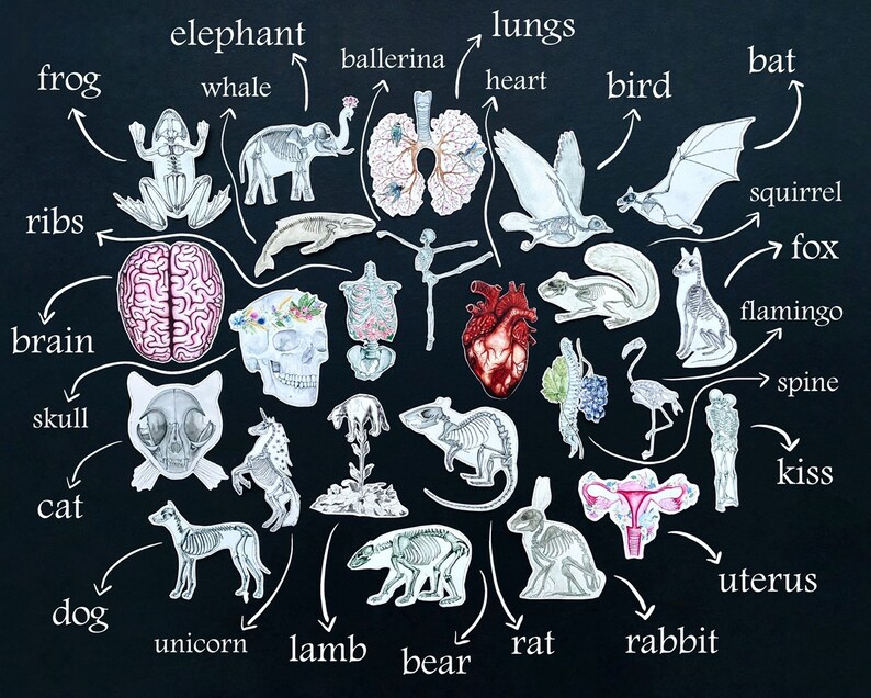 May include: A black background with white outlines of various animals and organs. The animals include a frog, elephant, whale, ballerina, bird, bat, squirrel, fox, flamingo, cat, dog, unicorn, lamb, bear, rat, and rabbit. The organs include lungs, heart, brain, skull, ribs, spine, kiss, and uterus.