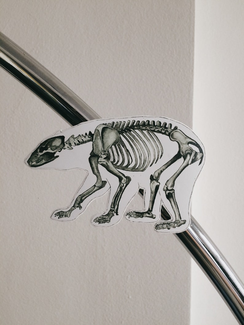 May include: A black and white illustration of a bear skeleton on a white background.