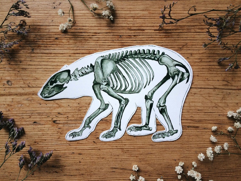 May include: A green and white illustration of a bear skeleton on a wooden background.