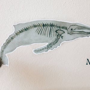 Whale Skeleton Sticker: Sea Animal Anatomy Art White and Transparent Vinyl image 3