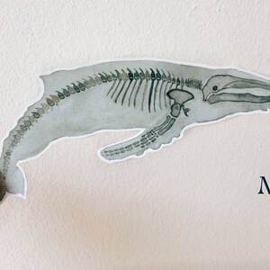 Pode incluir: Uma ilustra&ccedil;&atilde;o em aquarela de um esqueleto de baleia em tons de cinza e branco. A baleia est&aacute; virada para a direita e a cauda est&aacute; enroscada. A letra "M" est&aacute; no canto inferior direito da imagem.