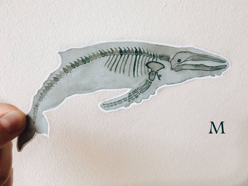 Pode incluir: Uma ilustra&ccedil;&atilde;o em aquarela de um esqueleto de baleia em tons de cinza e branco. A baleia est&aacute; virada para a direita e a cauda est&aacute; enroscada. A letra "M" est&aacute; no canto inferior direito da imagem.