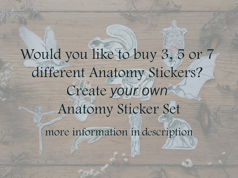 Pode incluir: Um conjunto de adesivos anat&ocirc;micos com v&aacute;rios esqueletos de animais, incluindo um p&aacute;ssaro, um morcego e um coelho. O texto na imagem diz "Would you like to buy 3, 5 or 7 different Anatomy Stickers? Create your own Anatomy Sticker Set more information in description."