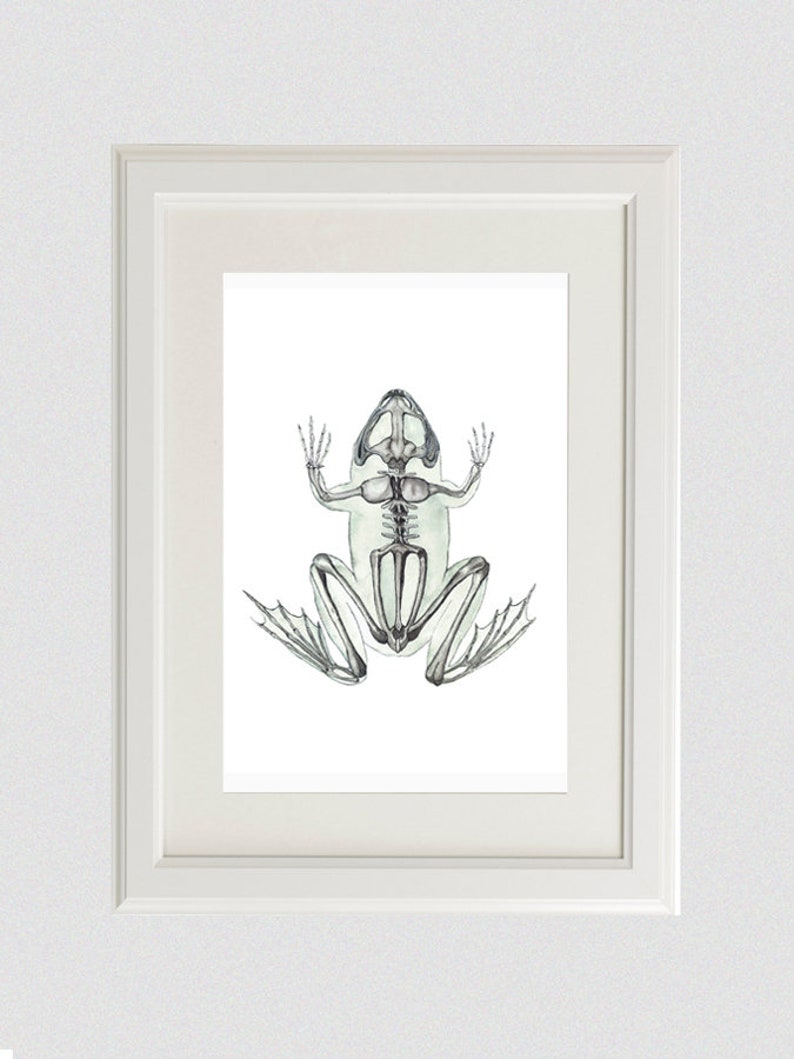 Frog Skeleton Watercolor Print | Green Anatomy Art, Veterinarian Gift image 1