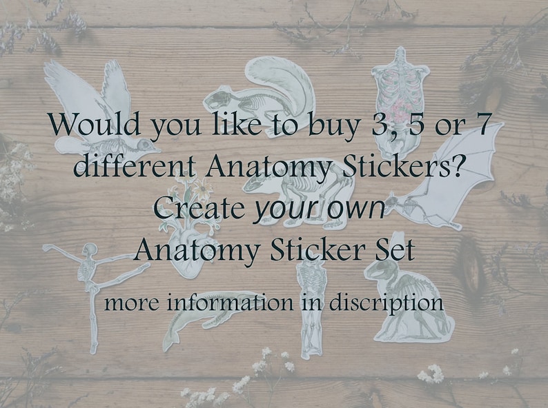 Animal Anatomy Sticker Set: Pack of 15 Skeleton Stickers - Etsy