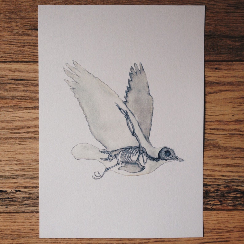 K&ouml;nnte beinhalten: Aquarellmalerei eines Vogels mit sichtbarem Skelett. Der Vogel ist im Flug mit ausgebreiteten Fl&uuml;geln. Das Gem&auml;lde ist in Graut&ouml;nen und Wei&szlig; gehalten.