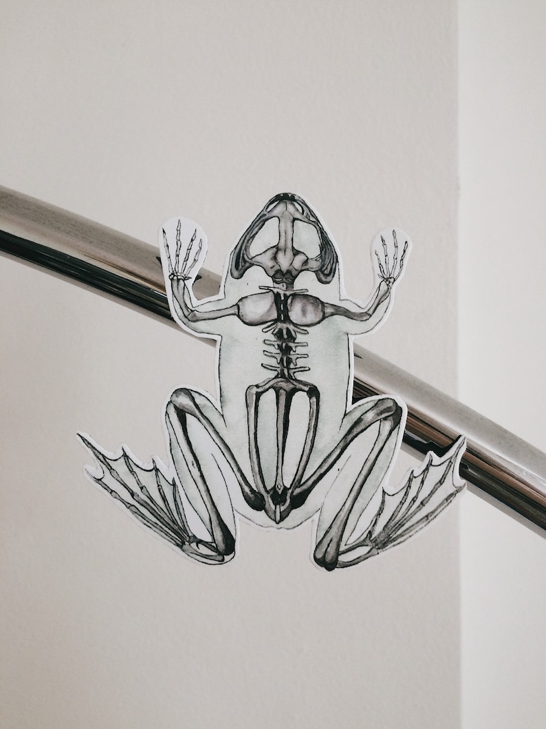 May include: A black and white illustration of a frog skeleton. The frog is depicted in a sitting position with its legs outstretched. The illustration is on a white background.