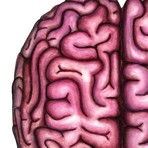 May include: A detailed watercolour painting of a human brain. The brain is depicted in shades of pink and purple, with intricate folds and convolutions. The painting is a realistic representation of the human brain.