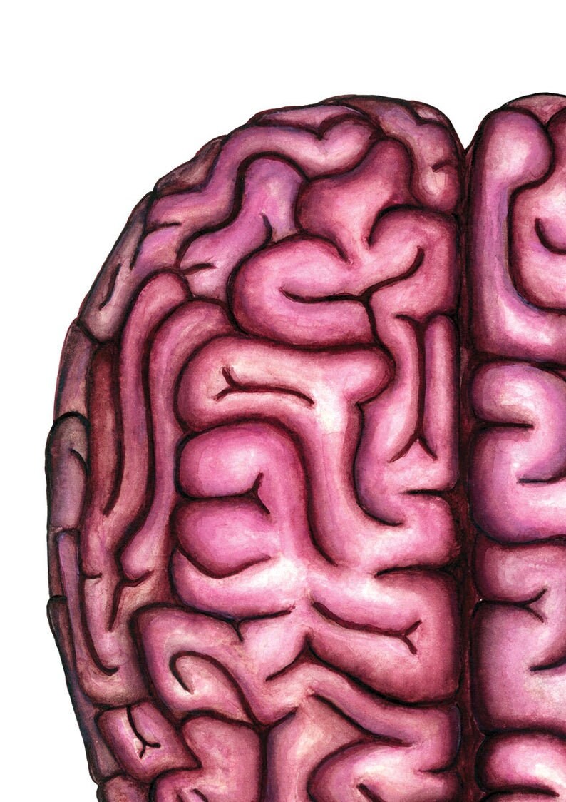 May include: A detailed watercolour painting of a human brain. The brain is depicted in shades of pink and purple, with intricate folds and convolutions. The painting is a realistic representation of the human brain.