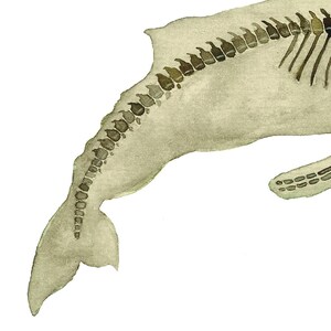 May include: A watercolor painting of a whale skeleton, with the tail fin and spine visible. The painting is done in shades of brown and gray on a white background.