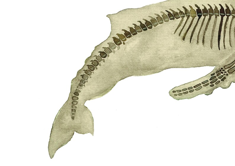 May include: A watercolor painting of a whale skeleton, with the tail fin and spine visible. The painting is done in shades of brown and gray on a white background.
