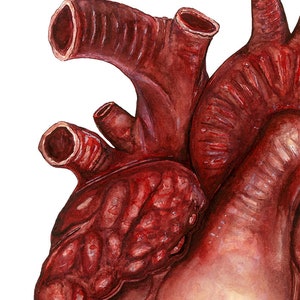 以下が含まれることがあります： 人間の心臓の細密な水彩画。心臓は、部屋や血管の複雑なディテールを備えた写実的なスタイルで描かれています。絵は赤と茶色の色合いで描かれており、白のハイライトが施されています。