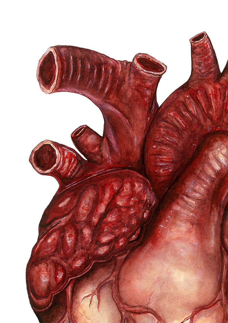 Human Heart Anatomy Print: Anatomical Poster, Watercolor Art, Unique Doctor Gift Artwork, Oddity Curiocity Creepy Goth image 2