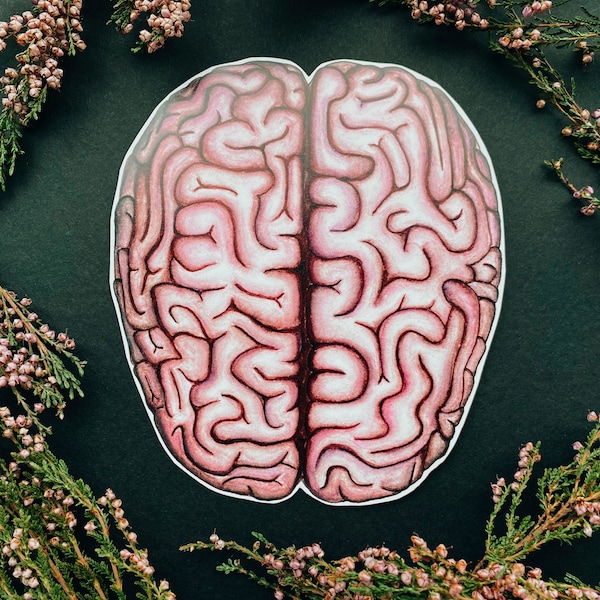 Sticker anatomique cerveau : anatomie humaine cerveau, cadeau médecin neurologue, vinyle blanc ou transparent