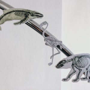 May include: Three skeletal animal illustrations are displayed on a silver metal bar. The illustrations are of a whale, a flamingo, and a bear. The whale is green and white, the flamingo is white, and the bear is white.