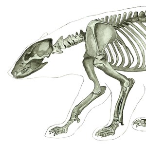 May include: A detailed watercolor illustration of a bear skeleton in a walking pose. The skeleton is drawn in shades of gray and white, with visible bones and joints.