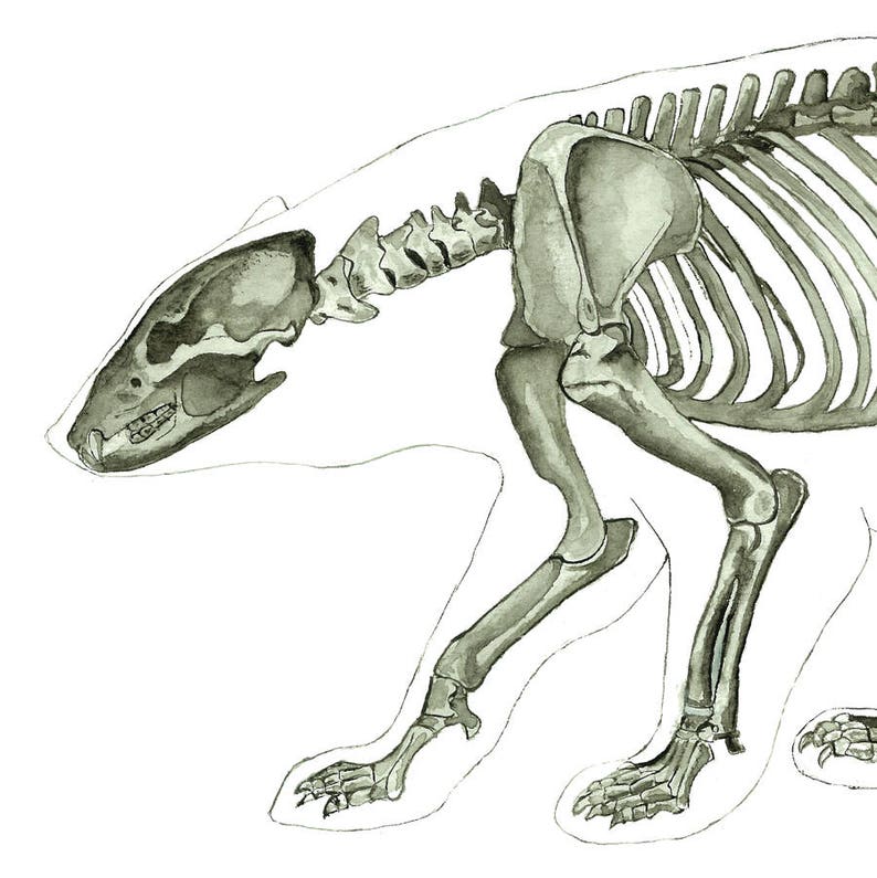 May include: A detailed watercolor illustration of a bear skeleton in a walking pose. The skeleton is drawn in shades of gray and white, with visible bones and joints.