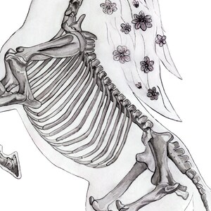 May include: A black and white watercolor illustration of a horse skeleton with a flowing mane of pink flowers.
