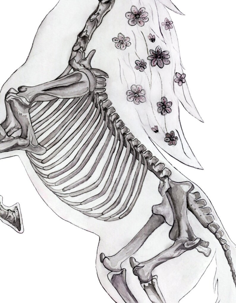 May include: A black and white watercolor illustration of a horse skeleton with a flowing mane of pink flowers.