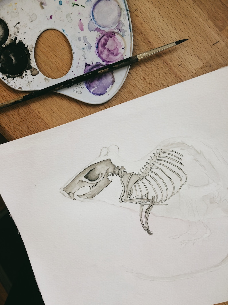 May include: A detailed pencil drawing of a rat skeleton on white watercolour paper. The drawing is in progress and the skeleton is partially shaded in grey.