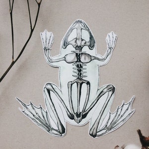 Frog Skeleton Sticker: Animal Anatomy Art, Anatomical Decal in 3 sizes, White or Transparent Vinyl