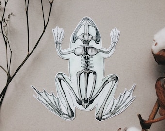 Frog Skeleton Sticker: Animal Anatomy Art, Anatomical Decal in 3 sizes, White or Transparent Vinyl