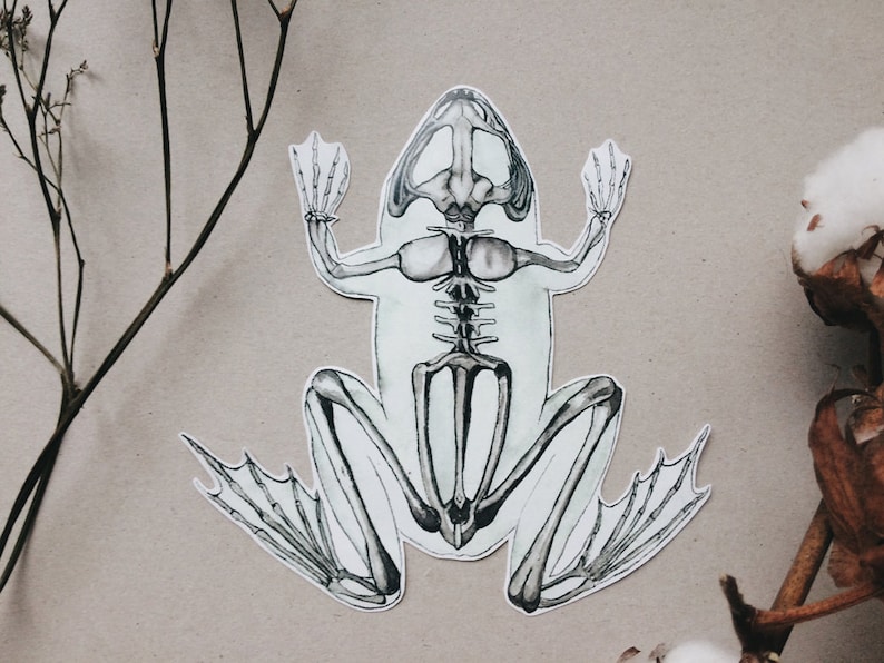 Op de afbeelding: Een gedetailleerde zwart-witte illustratie van een skelet van een kikker. De kikker is afgebeeld in een zittende positie met gespreide benen. De illustratie is op een witte achtergrond.