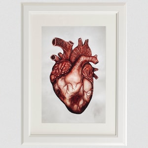 Puede incluir: Una pintura de acuarela de un coraz&oacute;n humano, representada en tonos de rojo y marr&oacute;n. El coraz&oacute;n se representa con detalles anat&oacute;micos, con venas y c&aacute;maras visibles.