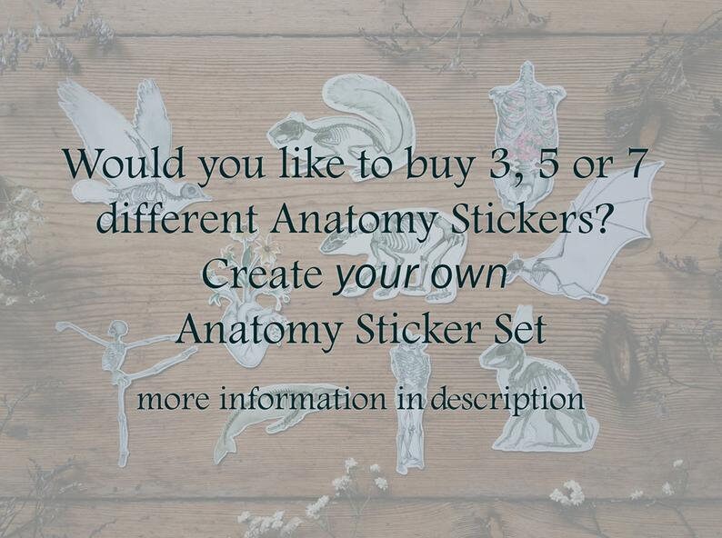 Op de afbeelding: Een houten achtergrond met anatomische illustraties van verschillende dieren en delen van het menselijk lichaam. De tekst luidt "Wilt u 3, 5 of 7 verschillende anatomie stickers kopen? Maak uw eigen anatomie stickerset Meer informatie in de beschrijving."