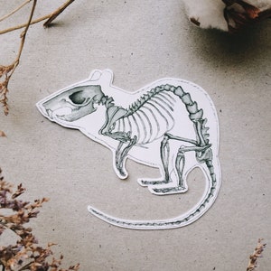 May include: A black and white illustration of a rat skeleton. The rat is shown in a running pose with its tail curled behind it.
