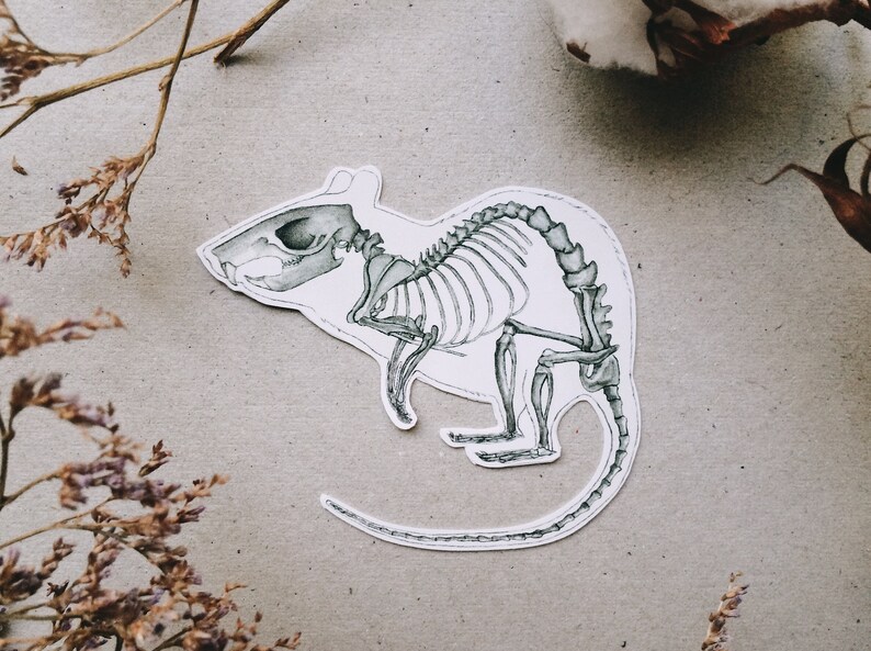 May include: A black and white illustration of a rat skeleton. The rat is shown in a running pose with its tail curled behind it.