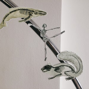 Peut inclure: Trois illustrations d'animaux squelettiques : une baleine, un humain et un &eacute;cureuil, sont affich&eacute;es sur un fond blanc. Les illustrations sont fix&eacute;es &agrave; une tige m&eacute;tallique argent&eacute;e.