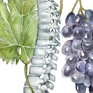 May include: Watercolor painting of a human spine, a grapevine with green leaves, and a bunch of dark purple grapes.