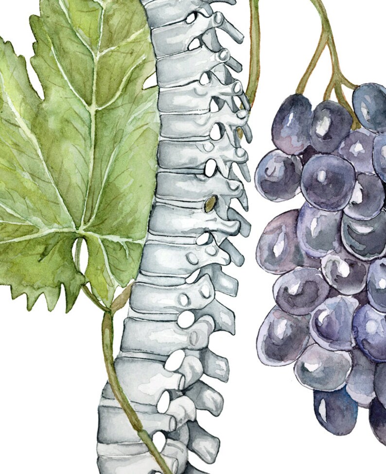 May include: Watercolor painting of a human spine, a grapevine with green leaves, and a bunch of dark purple grapes.