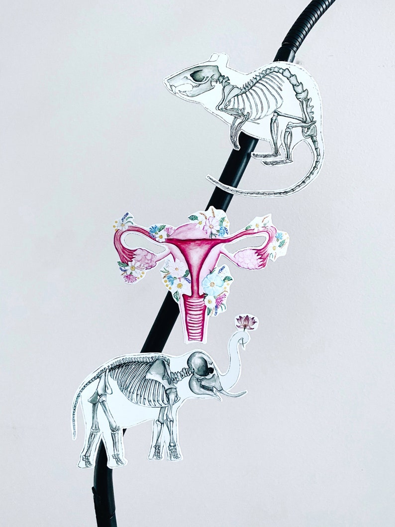 May include: Three anatomical illustrations on a black background. The top illustration is a skeletal rat, the middle illustration is a uterus with flowers, and the bottom illustration is a skeletal elephant.