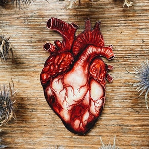 Adesivo a forma di cuore anatomico: cuore con anatomia umana, regalo d'amore per San Valentino, vinile bianco o trasparente.