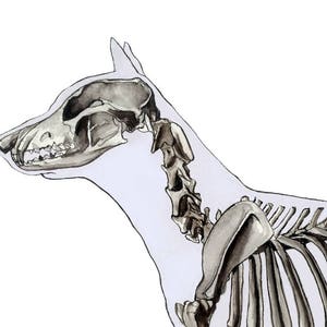 K&ouml;nnte beinhalten: Eine Schwarzwei&szlig;illustration eines Hundeskeletts mit einem detaillierten Sch&auml;del. Das Skelett ist realistisch gezeichnet und wird im Profil gezeigt.