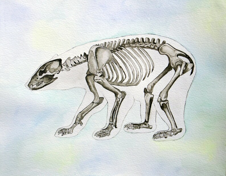 May include: A detailed illustration of a bear skeleton in a watercolor style. The skeleton is depicted in a walking pose, with all bones visible. The background is a light blue watercolor wash.