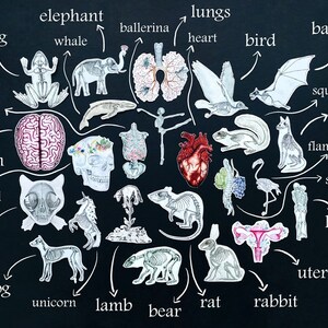 May include: A black background with white outlines of various animals and organs. The animals include a frog, elephant, whale, ballerina, bird, bat, squirrel, fox, flamingo, cat, dog, unicorn, lamb, bear, rat, and rabbit. The organs include lungs, heart, brain, skull, ribs, spine, kiss, and uterus.